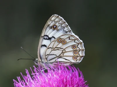 Melanargia (Argeformia) arge