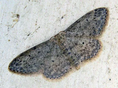 Idaea seriata