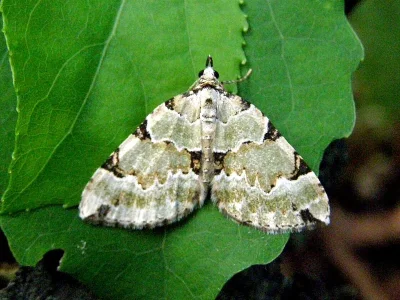Colostygia pectinataria