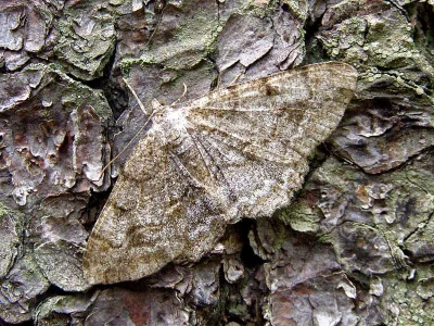 Hypomecis punctinalis