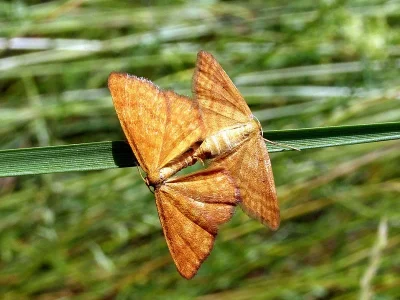Idaea serpentata