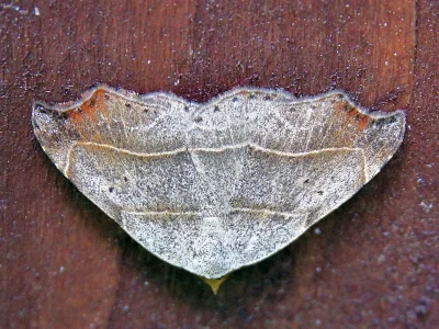 Laspeyria flexula