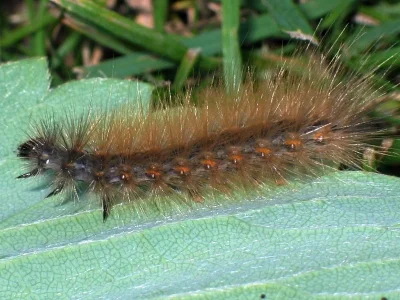 Spilosoma lubricipeda