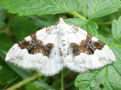 Xanthorhoe montanata