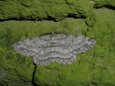 Hypomecis punctinalis