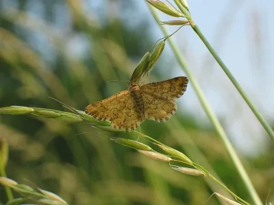 Heliomata glarearia