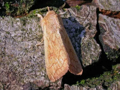 Mythimna (Mythimna) vitellina