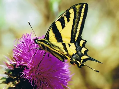 Papilio (Papilio) alexanor