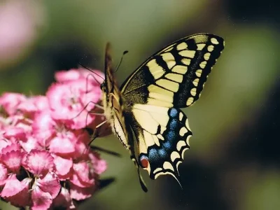 Papilio (Papilio) machaon