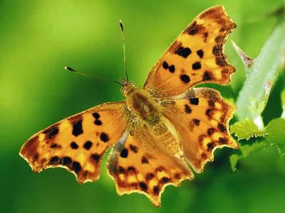 Polygonia c-album