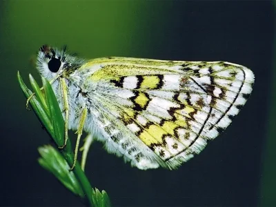 Pyrgus sidae