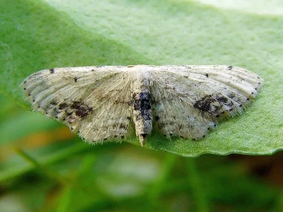 Idaea dimidiata