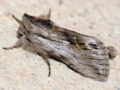 Calophasia platyptera