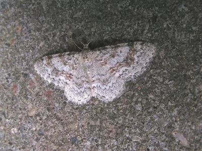 Hydrelia sylvata