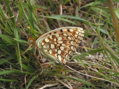 Argynnis (Fabriciana) niobe