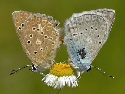 Polyommatus (Meleageria) daphnis