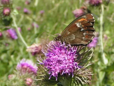 Erebia euryale