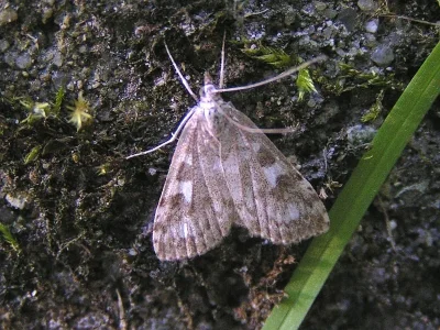Udea olivalis