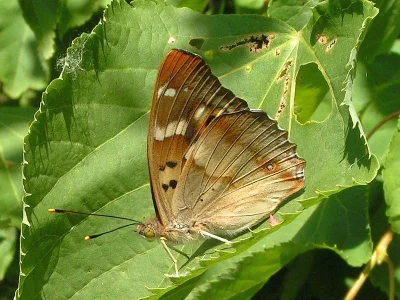 Apatura ilia