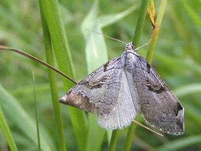 Aplocera praeformata