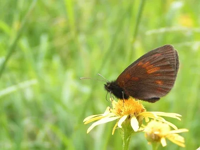 Erebia manto