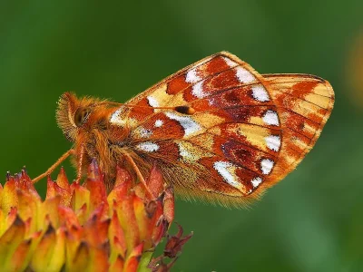 Boloria (Boloria) pales