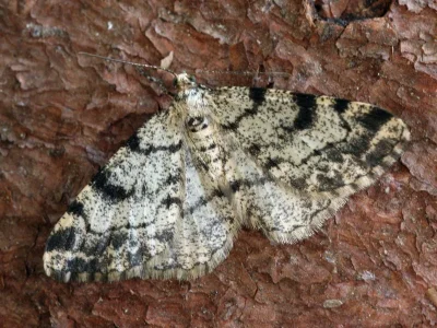 Alcis jubata