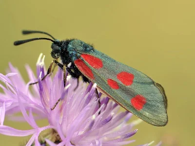 Zygaena (Mesembrynus) cynarae