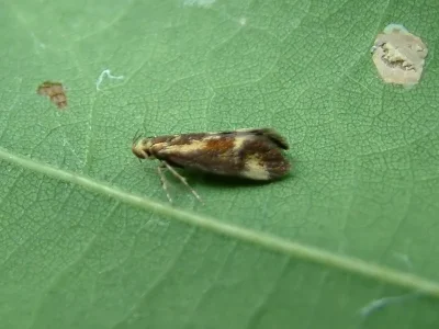 Metalampra cinnamomea