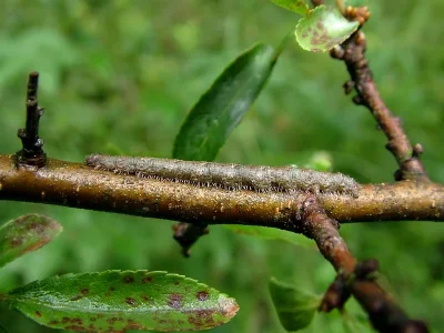 Campaea margaritaria