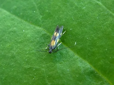 Euspilapteryx auroguttella