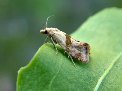Cochylidia implicitana