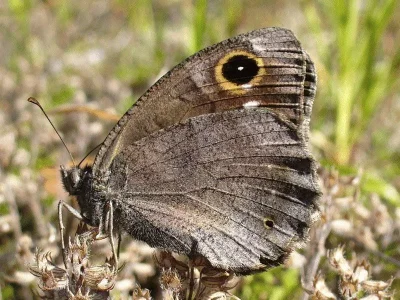 Hipparchia (Neohipparchia) statilinus