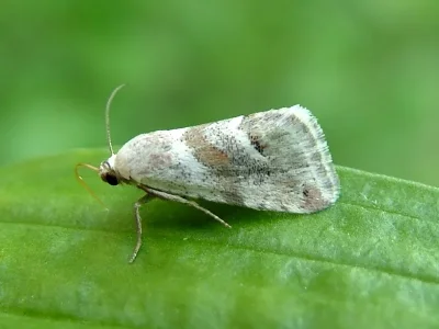 Eublemma (Eublemma) minutata