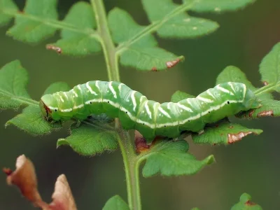 Callopistria juventina