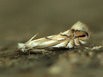 Phyllonorycter tenerella