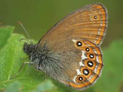 Coenonympha hero