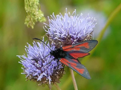 Zygaena (Mesembrynus) purpuralis