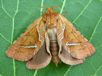 Triodia sylvina