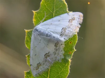 Scopula (Scopula) ornata