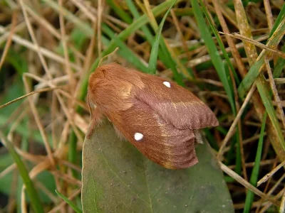 Eriogaster (Eriogaster) catax
