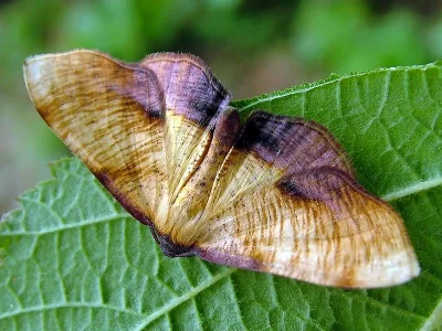Plagodis dolabraria