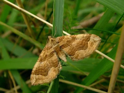 Pelurga comitata