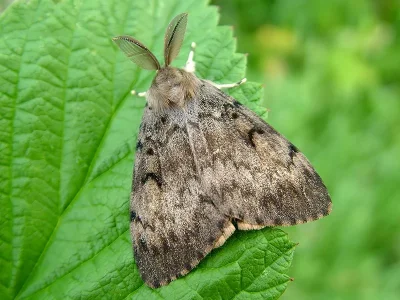 Lymantria (Porthetria) dispar