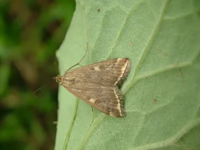 Loxostege sticticalis