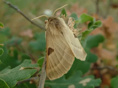 Lemonia balcanica