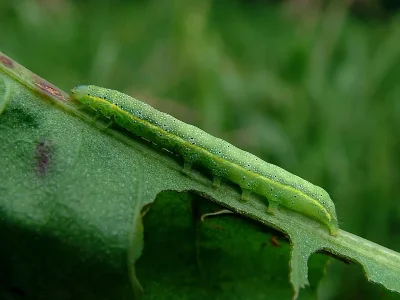 Lacanobia (Diataraxia) oleracea