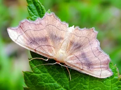 Idaea emarginata