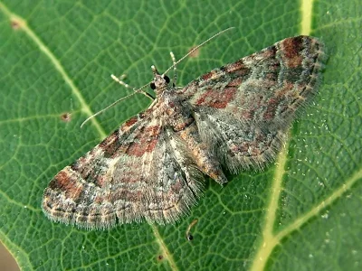 Gymnoscelis rufifasciata