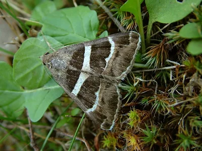 Grammodes stolida